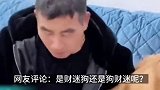 2月12日，浙江嘉兴。财迷狗狗！金毛作揖拜年讨红包 见主人掏钱一把全叼走
