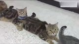 6只猫咪排队领小鱼干，最后一位居然自带椅子，服气！
