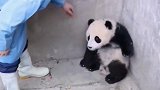 熊猫别再摸我的头了，不然我要生气了