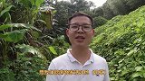 这种草是我童年的噩梦，刮到皮肤就是一道伤痕，没想到用处这么多