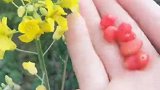野外生存的美味，这种野果子很好吃，充饥解渴的好东西！