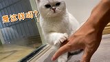 会画画的小猫咪有人喜欢吗？