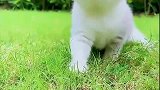 可爱的小猫咪
