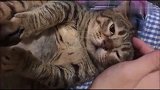 一只怂萌怂萌的大胖猫,太可爱了吧