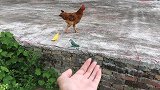 牡丹鹦鹉追着大公鸡咬，大公鸡都被吓跑了