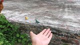 牡丹鹦鹉追着大公鸡咬，大公鸡都被吓跑了
