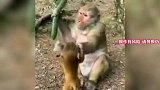 动物版爸爸带娃活着就好名场面，猴子带娃时真坑呀，被坑惨的萌宠