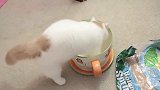 速来吸喵：软绵绵「茶杯猫」