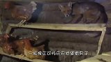 猪圈传来阵阵异响，村民带人前来一看，里面的东西让人脊背发凉！