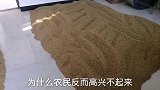 今年稻谷涨价了，为什么农民反而高兴不起来？