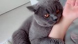 猫：就不撒手，你还欠我小鱼干呢！