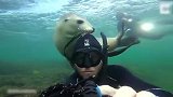 暖化了！潜水员在海里遇到一只黏人的小海狮