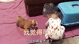 萌娃好奇钻进狗窝，狗狗一把关住了门，这狗要成精呀！