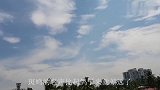 斑鸠和鸽子，能杂交出更优秀的鸽子种类吗？今天总算知道了