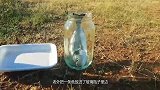 把一颗蛀牙放进可乐，拧盖保存一个月后，牙齿会被腐蚀吗？