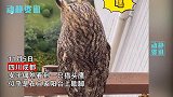 猫头鹰落自家阳台歇脚，女子打招呼反吓到彼此，网友忘了化妆吧