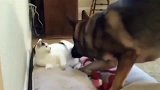 德牧回窝睡觉，发现窝被猫咪霸占，一场大战无法避免