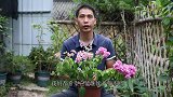 三角梅开花后，这些动作不要停，就会不断长花芽出来
