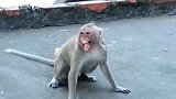 猴子哈哈哈大笑，受到欺负就尖叫