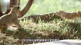 母狮带小狮子过马路，小狮子却对着汽车吼起来，母狮举动萌翻众人