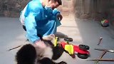 熊猫宝宝的幼儿园生活，看完羡慕了，网友：我也要当熊猫！