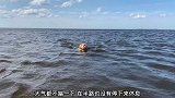 猫咪在大海上游泳上岸，不用停下来休息，厉害