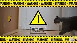 用马戏团游戏的方式让猫咪钻圈？笑到头掉