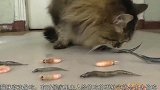 调皮猫咪跳到庙台上，一动不动似贡像，原来是想偷吃东西！