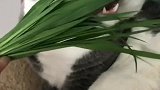 猫：家里穷就只有吃青草了！