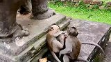 两只猴宝彼此碎碎念，很逗！