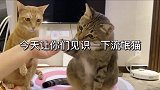 嫉妒让猫面目全非, 这个橘猫吃醋了