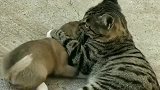 狸花猫是一种神奇的生物，翻脸比翻书还要快