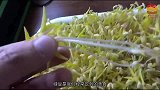 痛风天然“克星”找到了，绿豆加它，常吃排出多余尿酸
