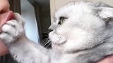 猫咪团子活该单身，亲下都不让还差点被咬，就这暴脾气太彪悍了