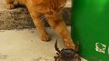 猫咪手贱去拍打螃蟹，结果被夹的哇哇叫，不作就不会死！