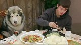 阿拉斯加犬做东请客，让大家放开了吃，它家里有矿！