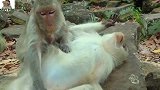 猴妈老了，对儿子依然关爱有加