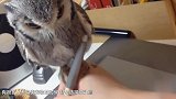主人放歌给猫头鹰听 下一秒猫头鹰的反应亮了！