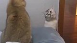 两只猫咪吵架，白猫全程表情包