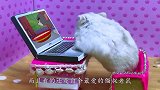 贪玩仓鼠为看猫捉老鼠，偷拿鼠老妹电脑，结局哭笑不得！