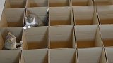 主人用纸箱做了一个迷宫，猫咪：太简单了