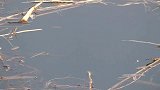七星漂钓鲫鱼，这钓点算是草洞吗？吃口也太标准了