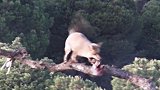 狐狸偷走金雕的猎物