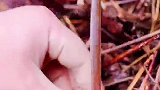 冰箱冻肉超过这个时间不要吃了