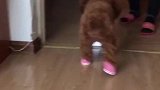 狗：这是个啥玩意儿，穿上都不会走路了！