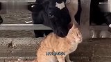 狗：蜜蜂说喜欢我，上来就亲我一口