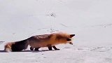 雪地里的捕猎者，硬核电钻式捕猎，却有莫名的喜感