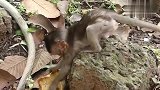 有的猴宝断奶被打一顿，它那么大了还在偷吃