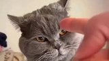 猫咪被主人训眼神傲娇，不服又不敢造反