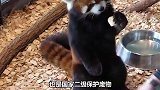谁能抵挡住这么可爱的熊猫